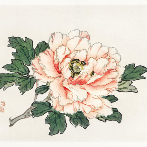 Pink rose (1913) by Kōno Bairei