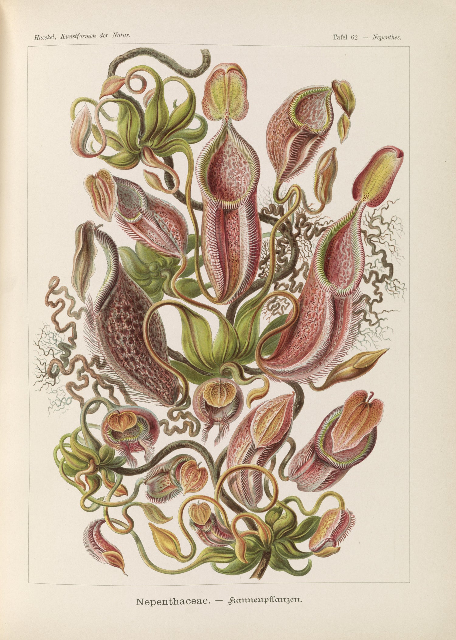 Nepenthaceae–Kannenpflanzen illustration from Kunstformen der Natur (1904) by Ernst Haeckel