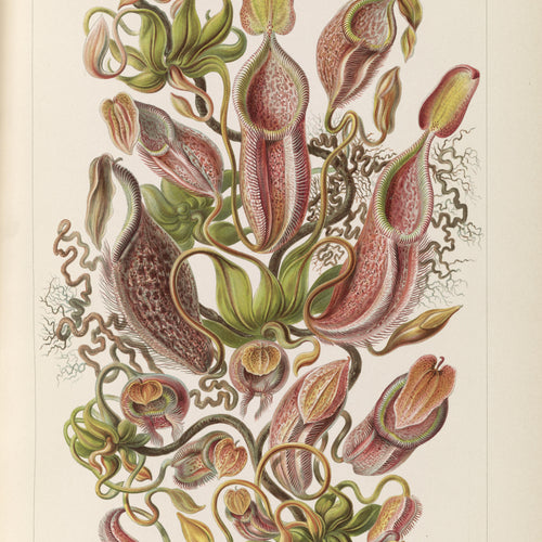 Nepenthaceae–Kannenpflanzen illustration from Kunstformen der Natur (1904) by Ernst Haeckel