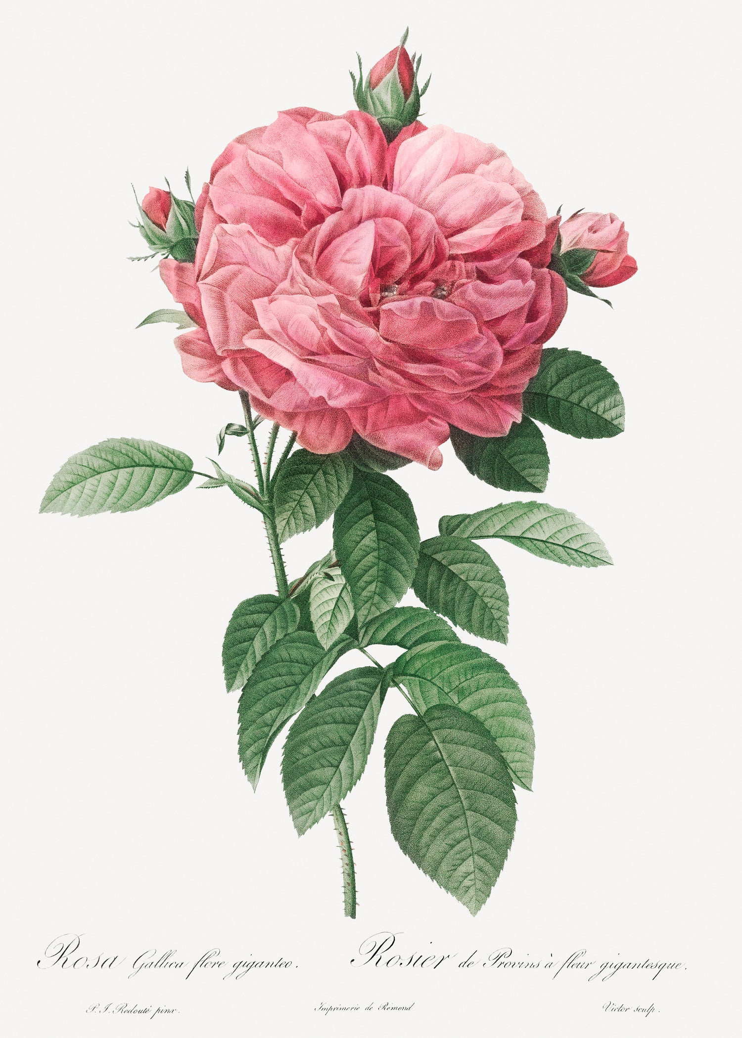 Les Roses (1817-1824) (1817-1824) by Pierre-Joseph Redouté