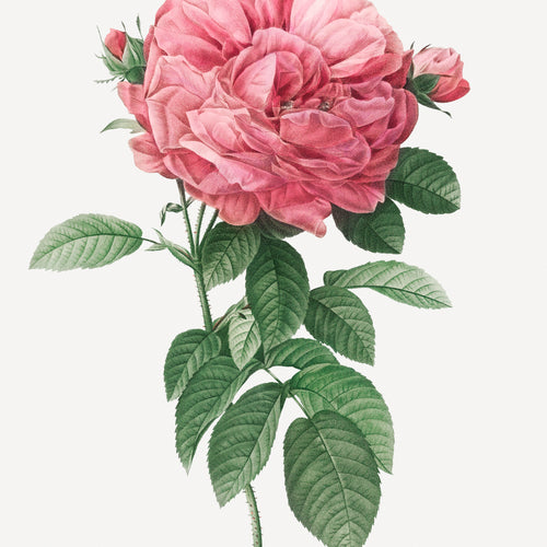 Les Roses (1817-1824) (1817-1824) by Pierre-Joseph Redouté