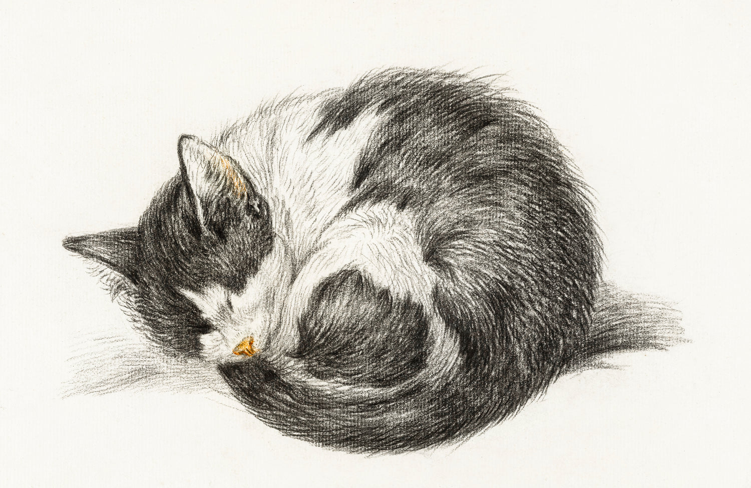 Rolled up lying sleeping cat (1825) by Jean Bernard