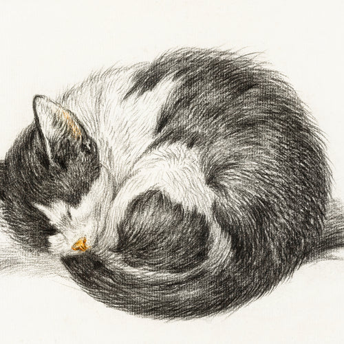 Rolled up lying sleeping cat (1825) by Jean Bernard