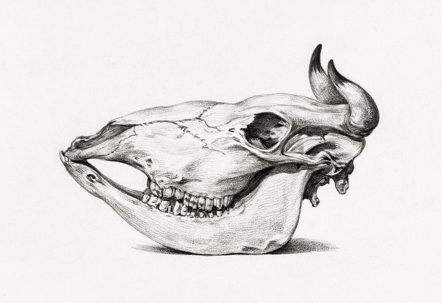 Skull of a cow (1816) by Jean Bernard