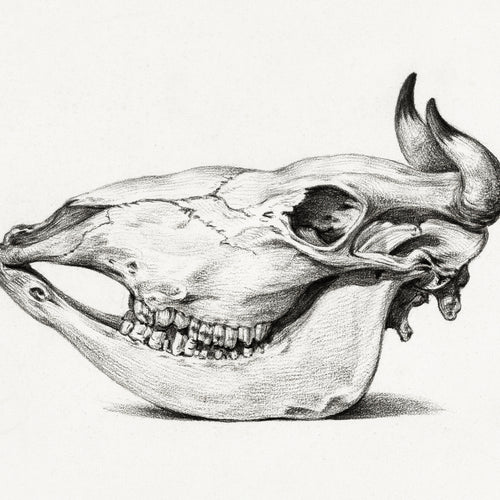 Skull of a cow (1816) by Jean Bernard