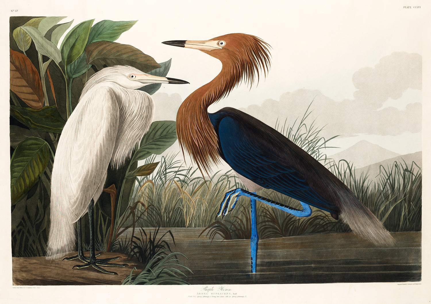 Purple Heron from Birds of America (1827) by John James Audubon