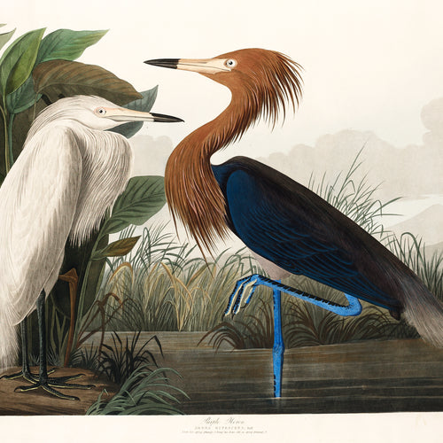 Purple Heron from Birds of America (1827) by John James Audubon