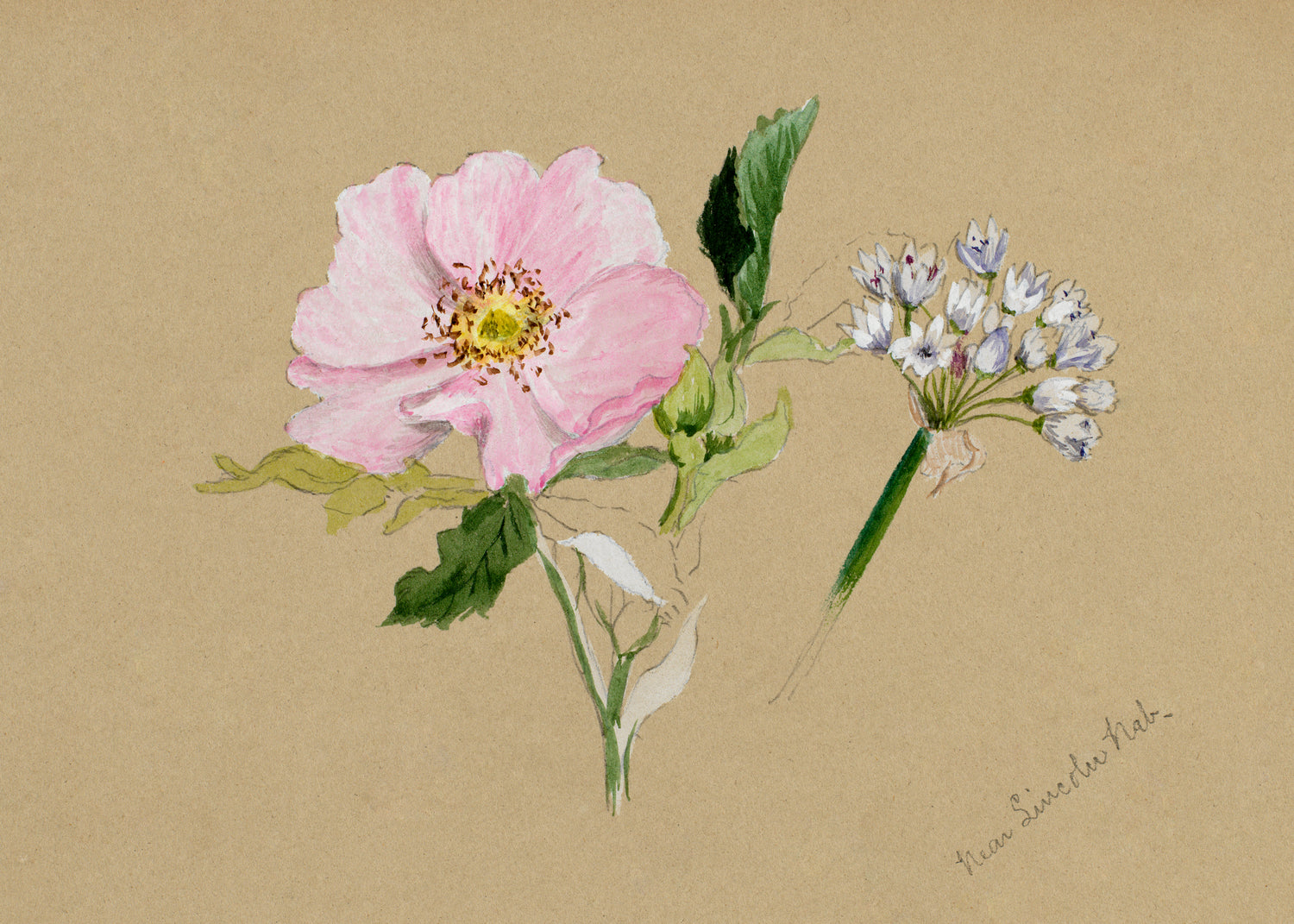 Flower Study (1876-1878) by Mary Vaux Walcott