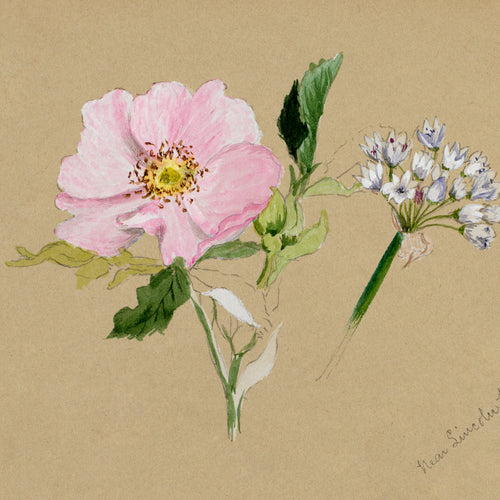 Flower Study (1876-1878) by Mary Vaux Walcott