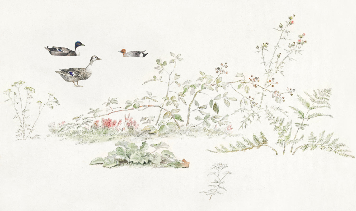 Studieblad met planten en watervogels (study sheet with plants and waterfowl) (1847) by Joseph August Knip