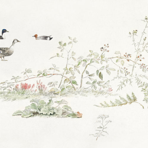 Studieblad met planten en watervogels (study sheet with plants and waterfowl) (1847) by Joseph August Knip