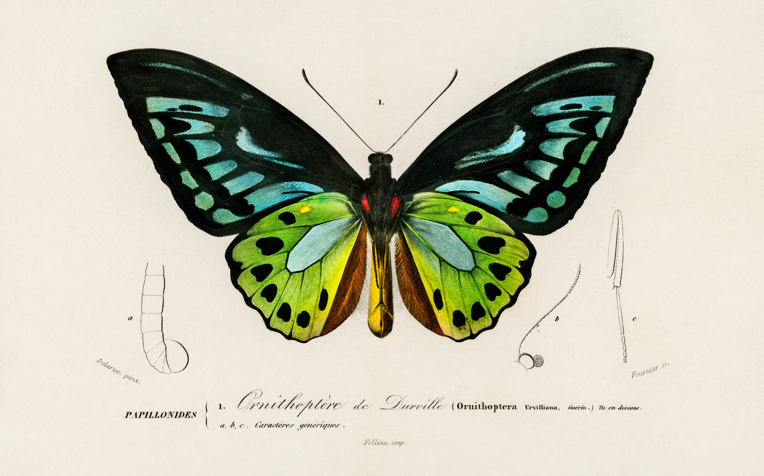 Green birdwing (Ornithoptera priamus) (1892) by Charles Dessalines D' Orbigny