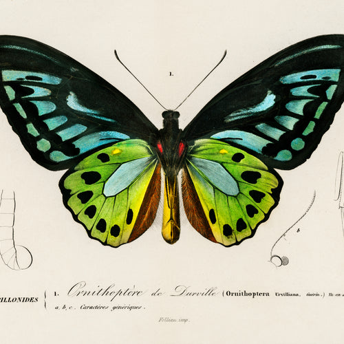 Green birdwing (Ornithoptera priamus) (1892) by Charles Dessalines D' Orbigny