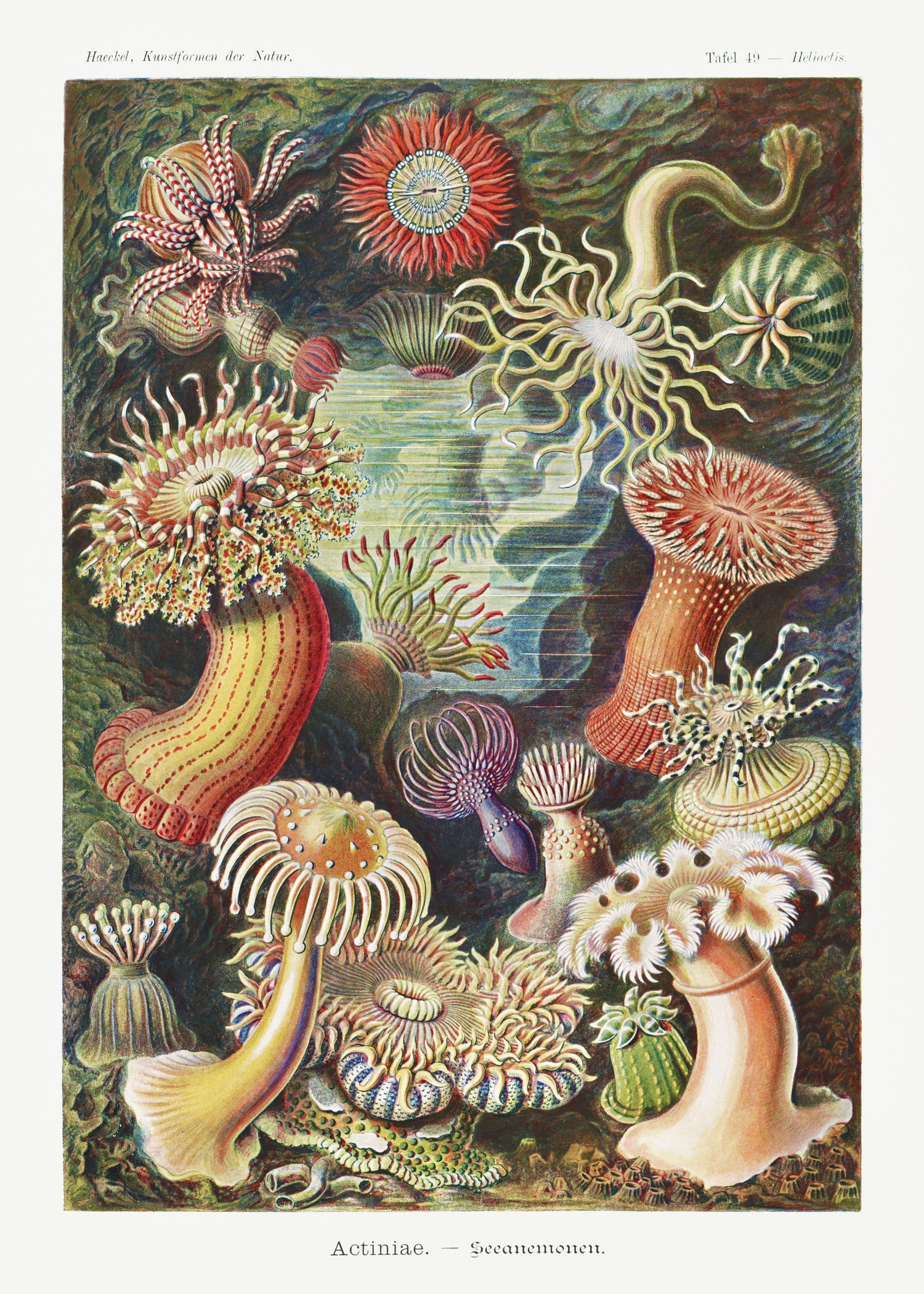 Actiniae-Seeanemonen from Kunstformen der Natur (1904) by Ernst Haeckel