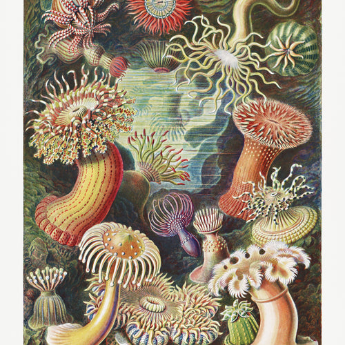 Actiniae-Seeanemonen from Kunstformen der Natur (1904) by Ernst Haeckel