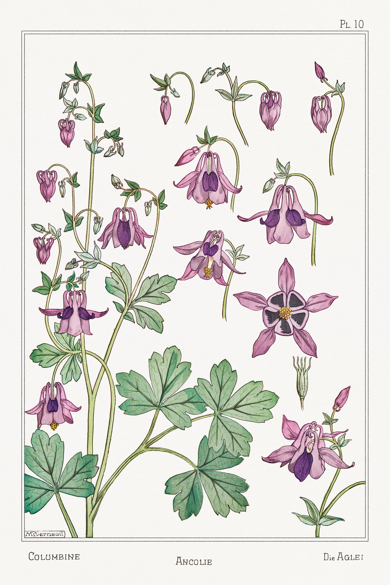 Ancolie (columbine) from La Plante et ses Applications ornementales (1896) by Maurice Pillard Verneuil