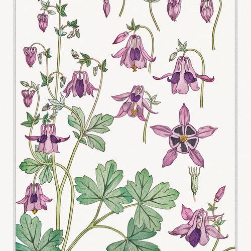 Ancolie (columbine) from La Plante et ses Applications ornementales (1896) by Maurice Pillard Verneuil