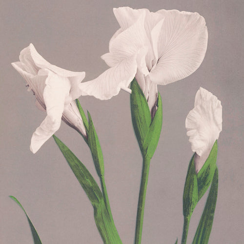 White Irises (1887-1897) by Ogawa Kazumasa