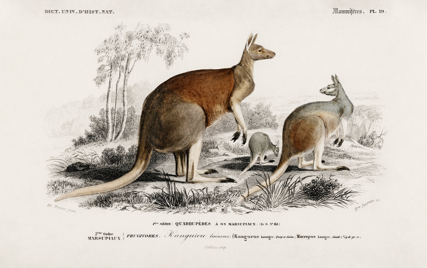 The red kangaroo (Macropus rufus) (1892) by Charles Dessalines D' Orbigny