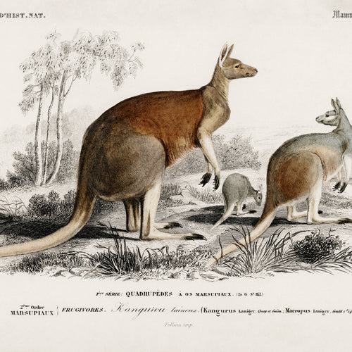 The red kangaroo (Macropus rufus) (1892) by Charles Dessalines D' Orbigny