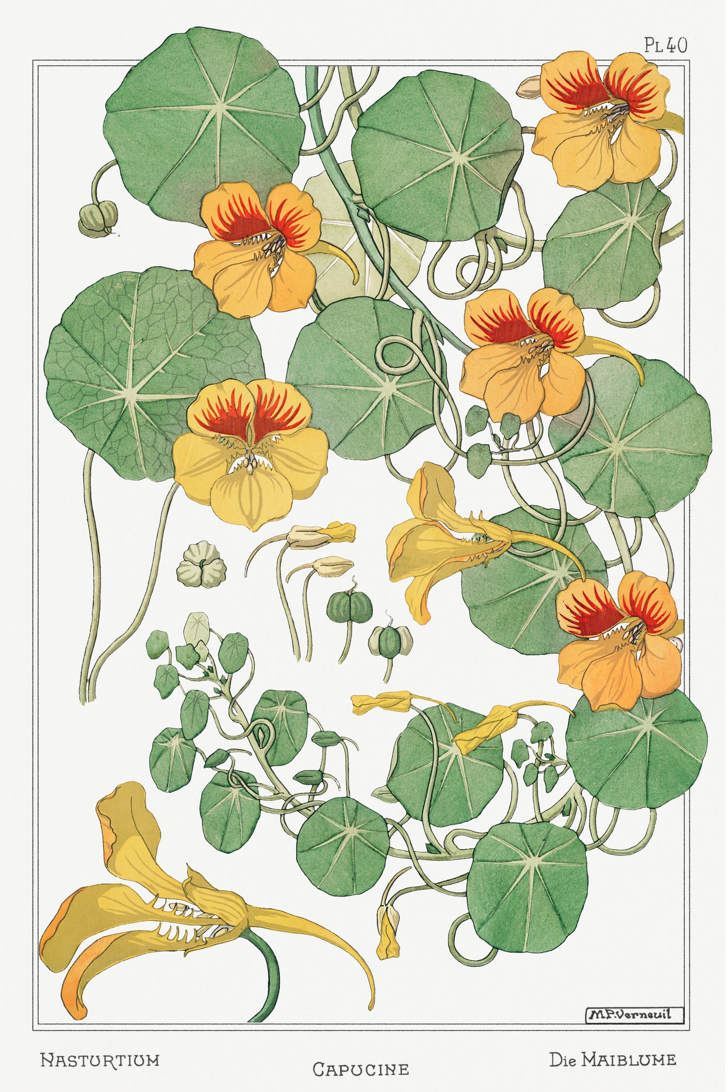 Capucine (nasturtium) from La Plante et ses Applications ornementales (1896) by Maurice Pillard Verneuil