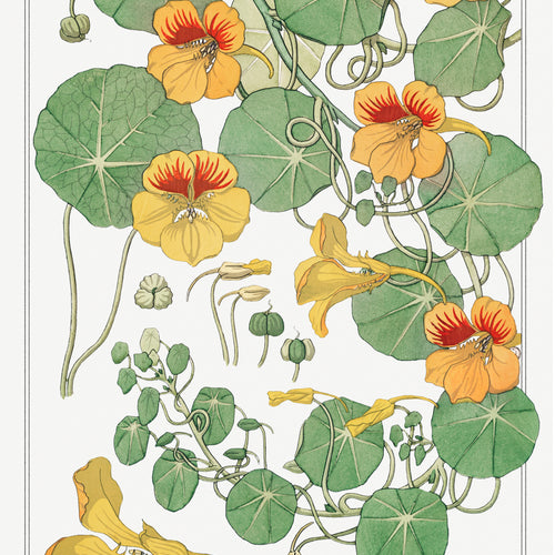 Capucine (nasturtium) from La Plante et ses Applications ornementales (1896) by Maurice Pillard Verneuil