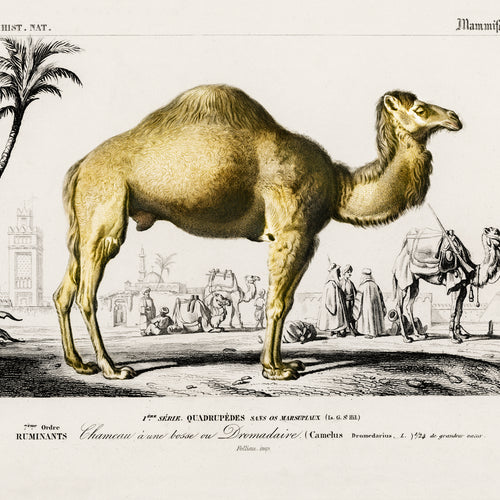 Camel (Camelus) (1892) by Charles Dessalines D' Orbigny