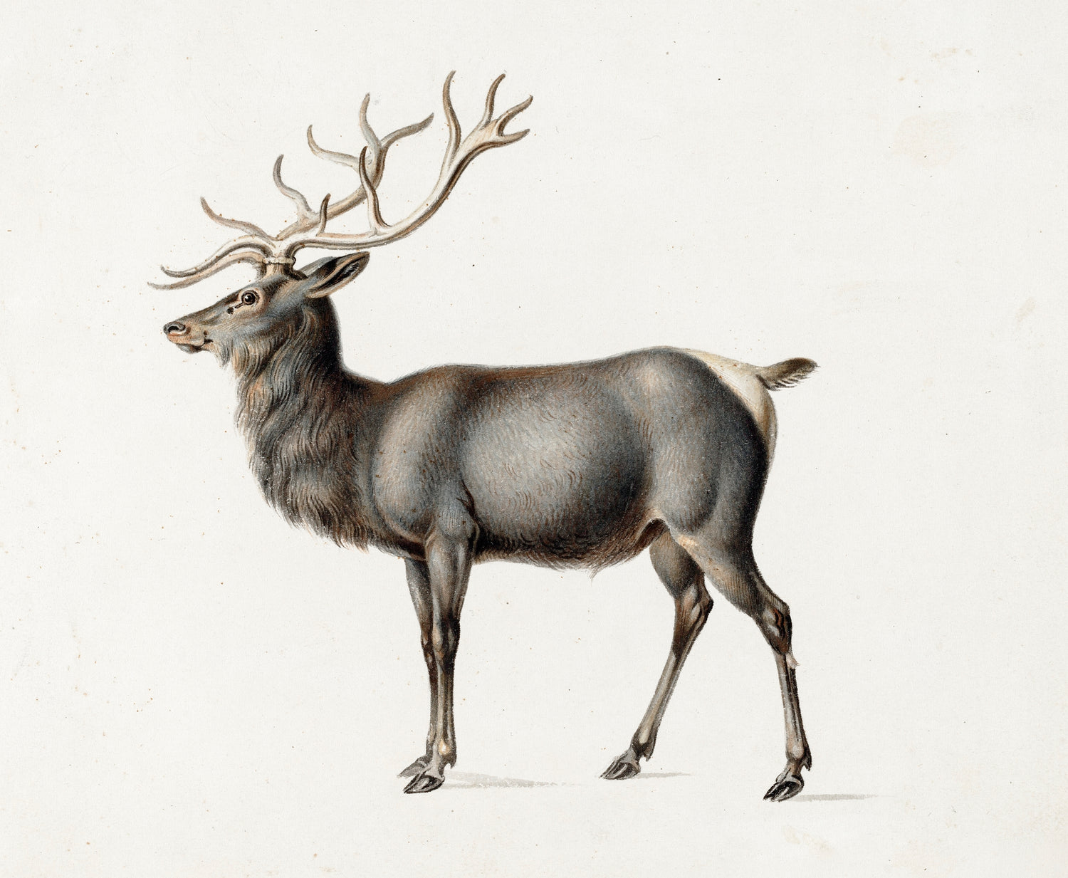 European Elk (ca.1820–1834) by Peter Rindisbacher