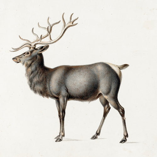 European Elk (ca.1820–1834) by Peter Rindisbacher