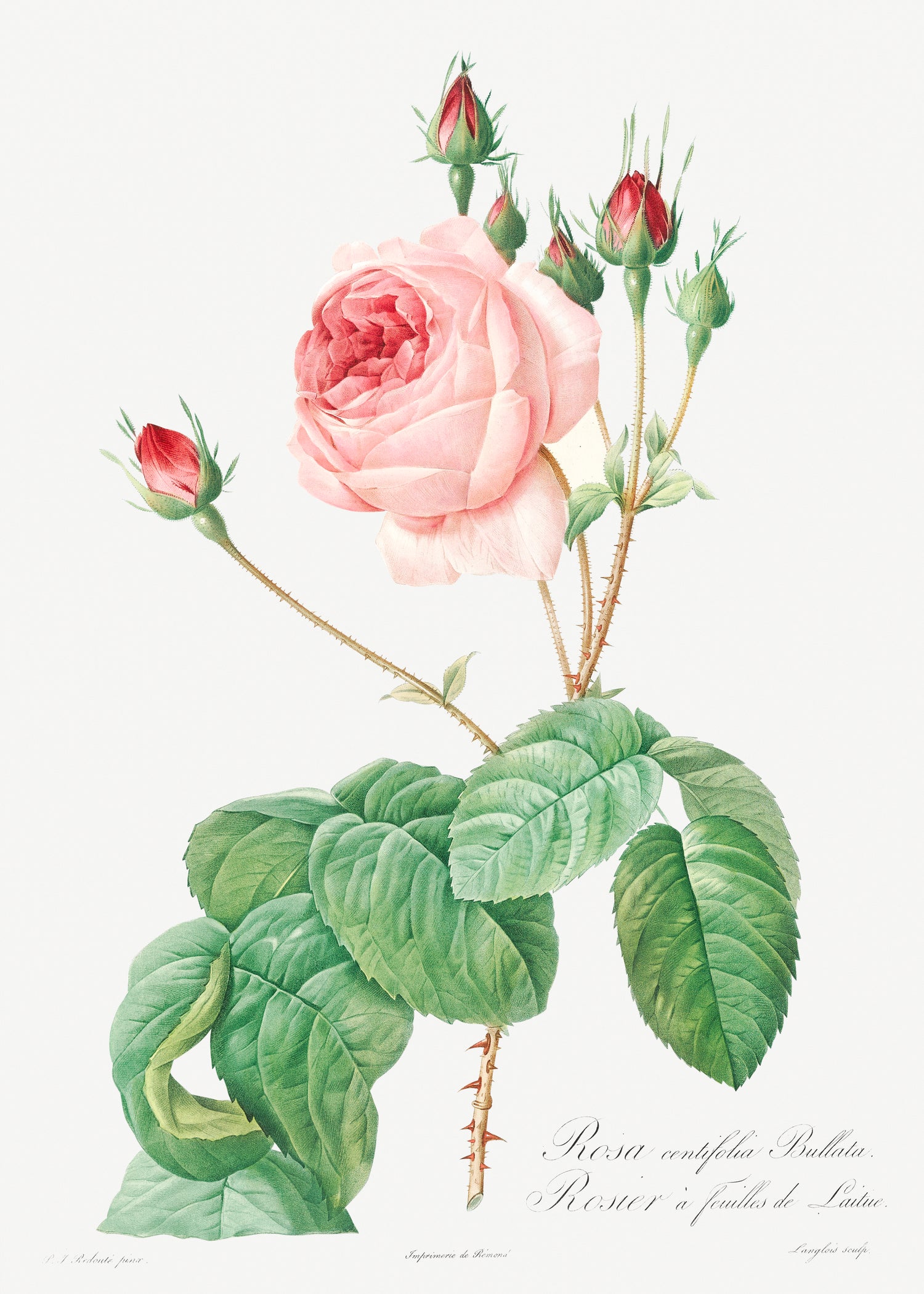 Cabbage Rose, also known as Rosebush with Lettuce Leaves (Rosa centifolia bullata) from Les Roses (1817-1824) by Pierre-Joseph Redouté