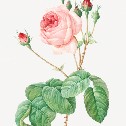 Cabbage Rose, also known as Rosebush with Lettuce Leaves (Rosa centifolia bullata) from Les Roses (1817-1824) by Pierre-Joseph Redouté