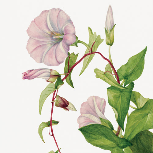 Hedge Bindweed (Calystegia Convolvulus sepium) (1932) by Mary Vaux Walcott