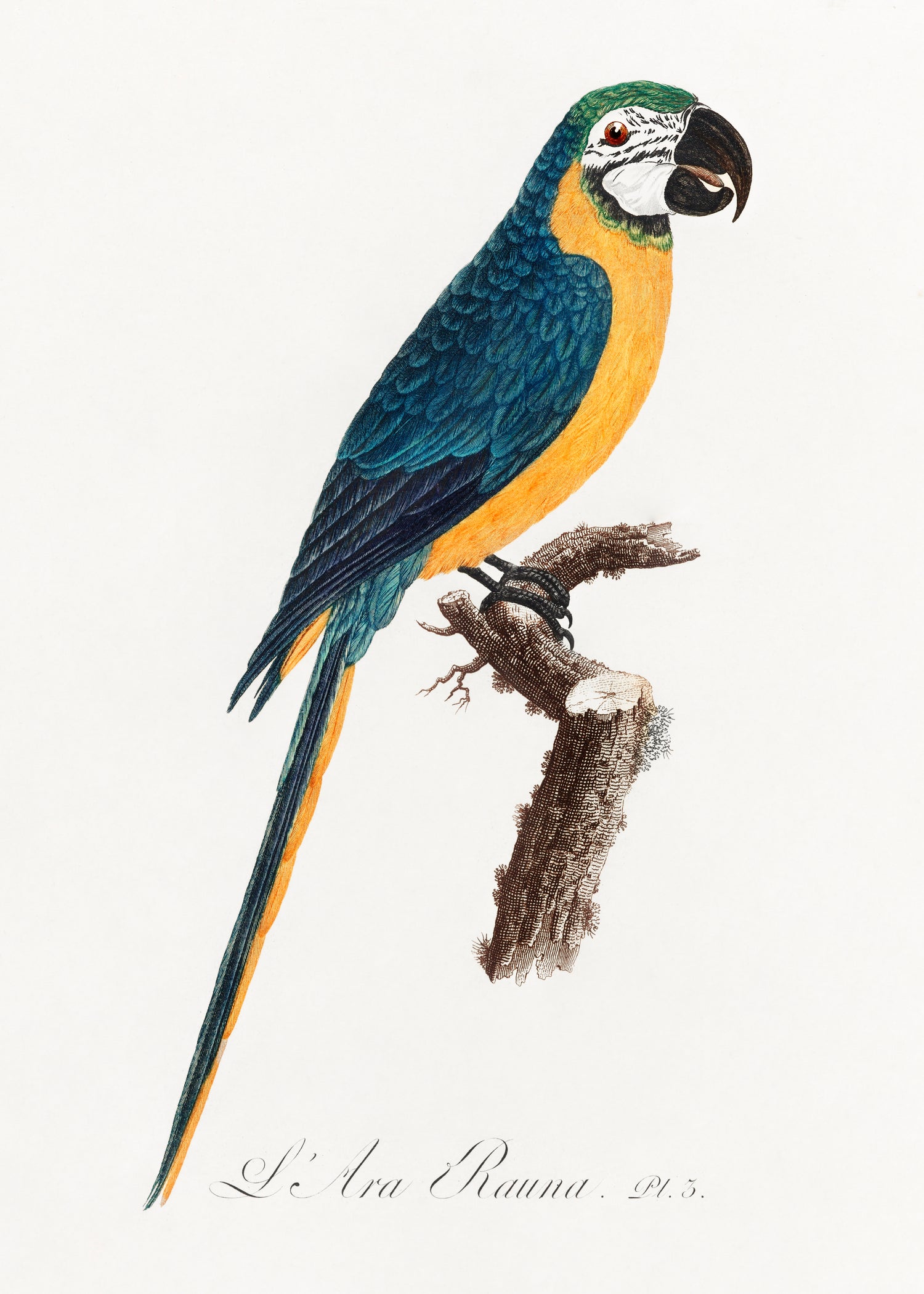 Blue-and-Yellow Macaw, Ara ararauna from Natural History of Parrots (1801 - 1805) by Francois Levaillant