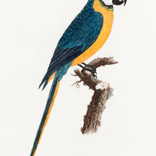 Blue-and-Yellow Macaw, Ara ararauna from Natural History of Parrots (1801 - 1805) by Francois Levaillant