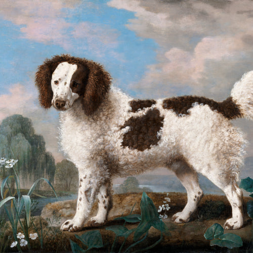 Brown and White Norfolk or Water Spaniel (1778) by George Stubbs