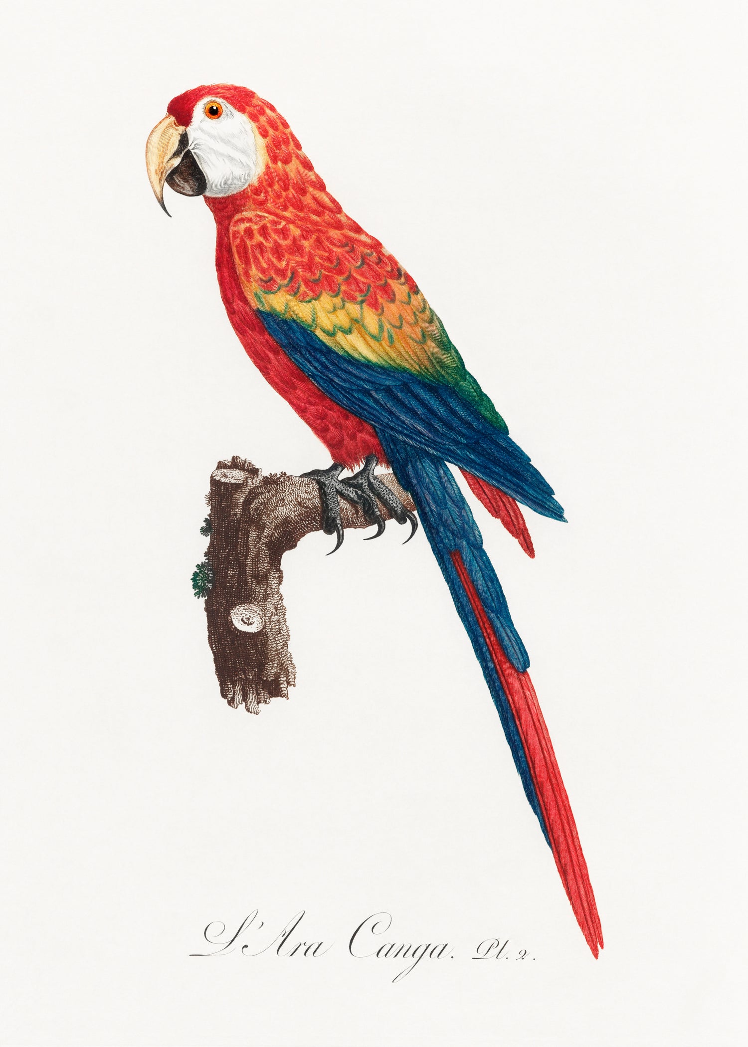 Ara Canga from Natural History of Parrots (1801—1805) by Francois Levaillant