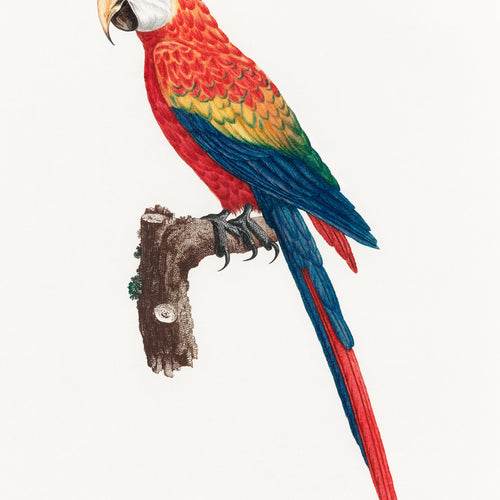 Ara Canga from Natural History of Parrots (1801—1805) by Francois Levaillant