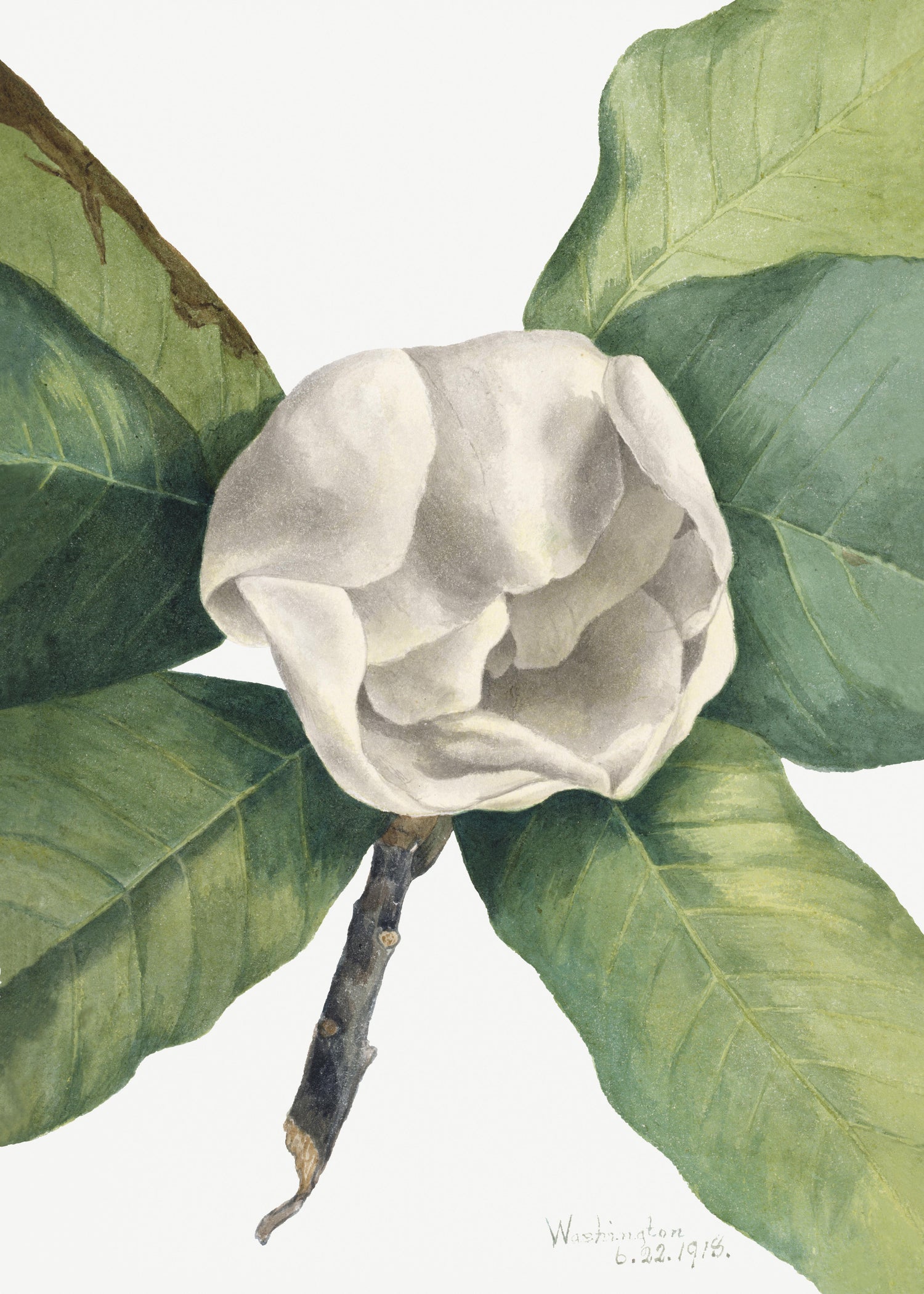 Southern Magnolia (Magnolia grandiflora) (1918) by Mary Vaux Walcott