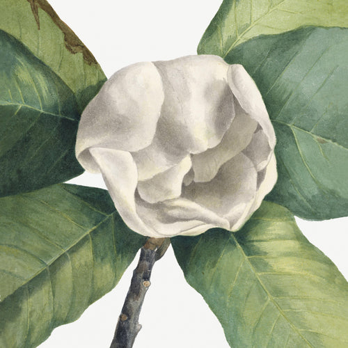 Southern Magnolia (Magnolia grandiflora) (1918) by Mary Vaux Walcott