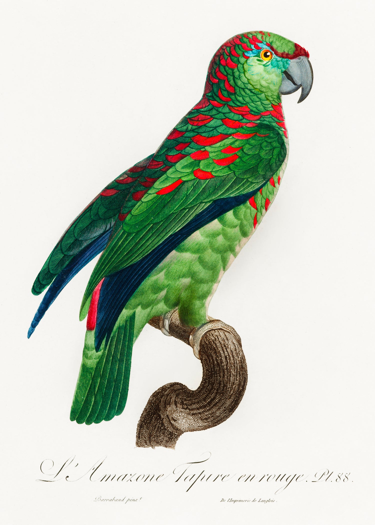 The Turquoise-Fronted Amazon (Amazona aestiva) from Natural History of Parrots (1801-1805) by Francois Levaillant