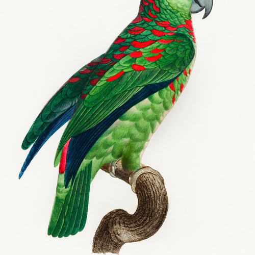 The Turquoise-Fronted Amazon (Amazona aestiva) from Natural History of Parrots (1801-1805) by Francois Levaillant