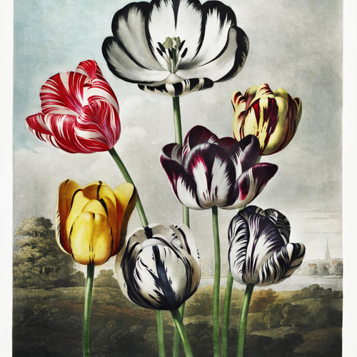 Tulips from The Temple of Flora (1807) by Robert John Thornton