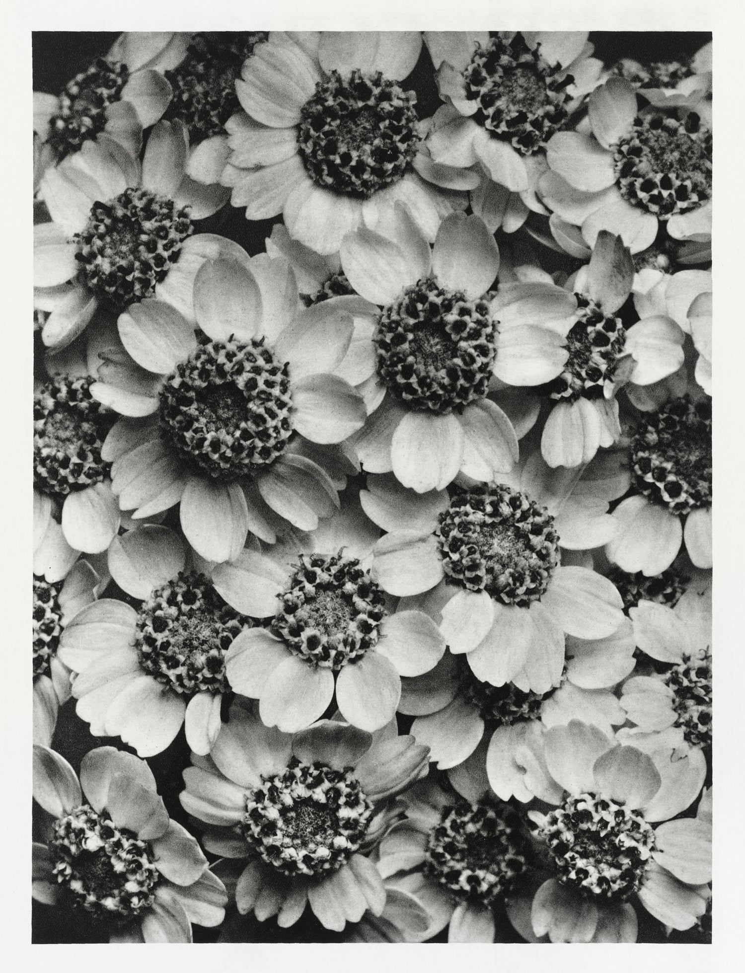 Urformen der Kunst (1928) by Karl Blossfeldt