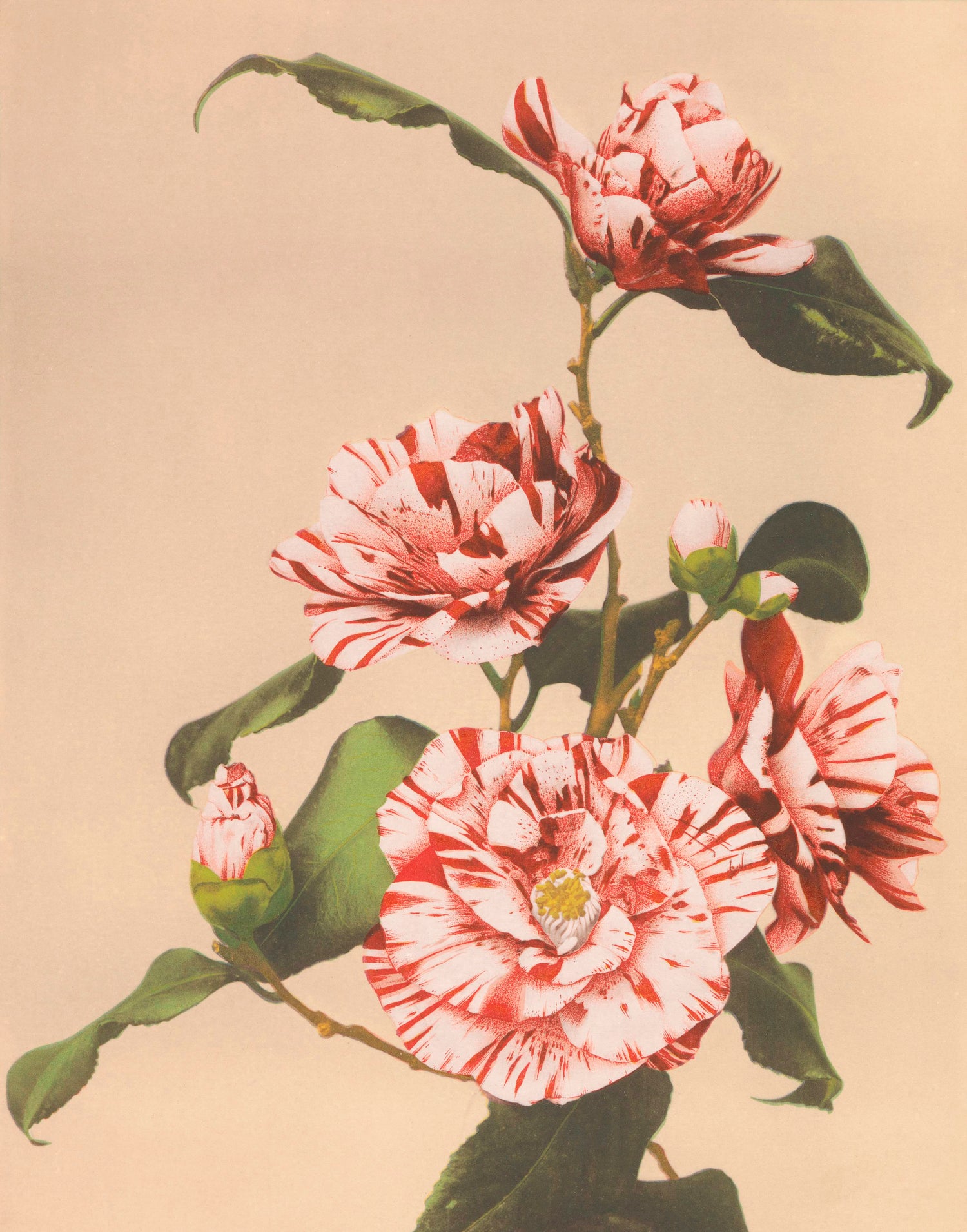 Striped Camellias (1887-1897) by Ogawa Kazumasa