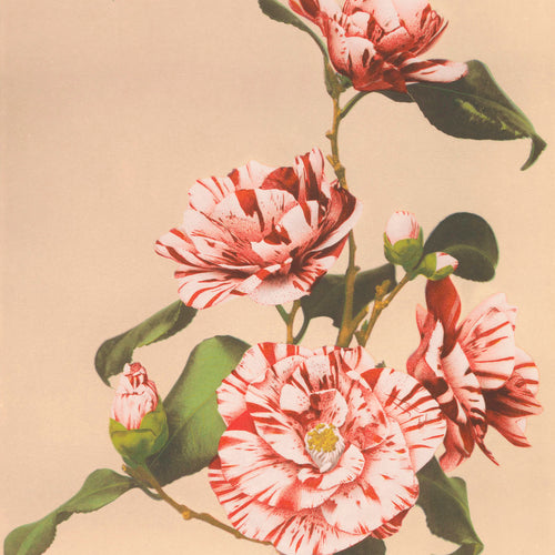 Striped Camellias (1887-1897) by Ogawa Kazumasa