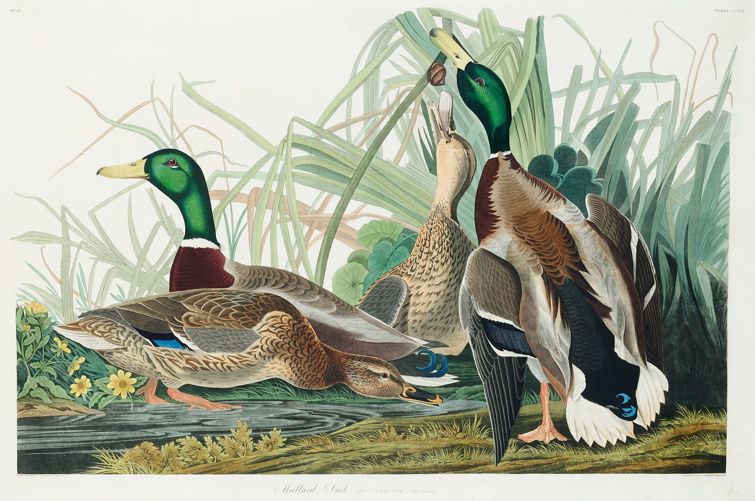 Mallard Duck from Birds of America (1827) by John James Audubon