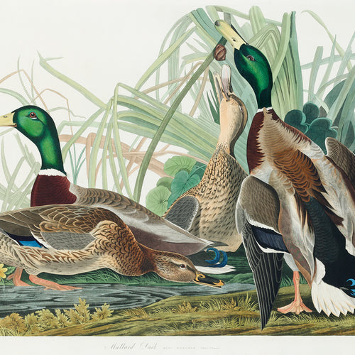 Mallard Duck from Birds of America (1827) by John James Audubon