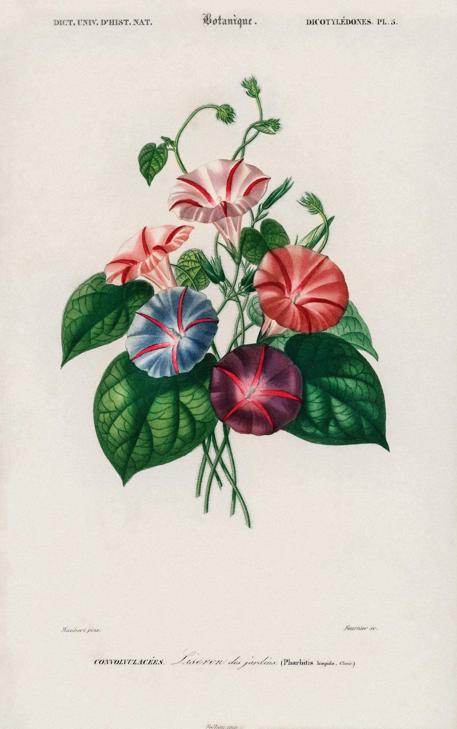 Morning-glory (Pharbitis hispida) (1892) by Charles Dessalines D' Orbigny