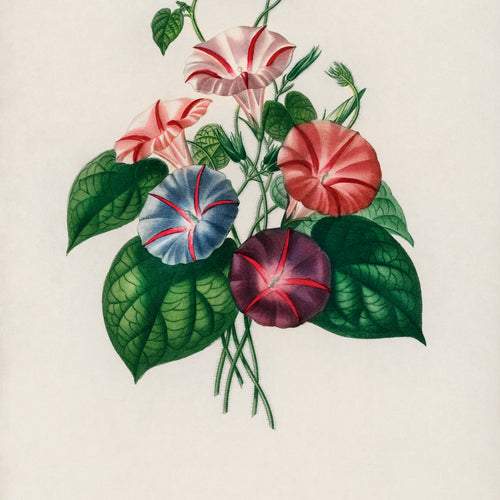 Morning-glory (Pharbitis hispida) (1892) by Charles Dessalines D' Orbigny