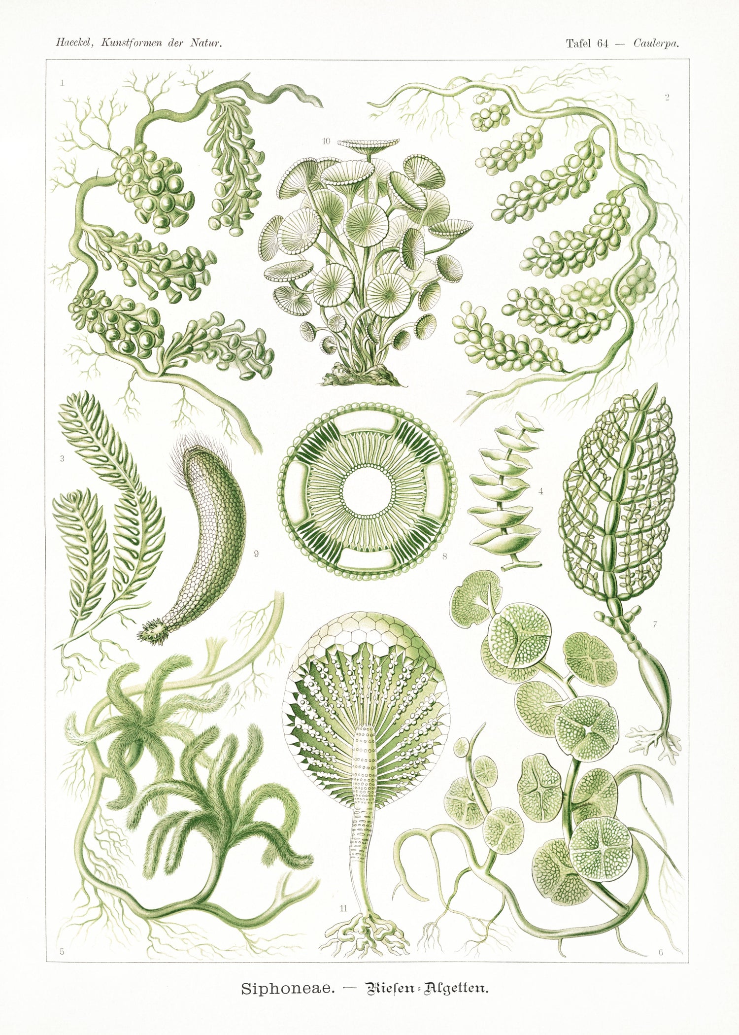 Siphoneae-Riesen Algetten from Kunstformen der Natur (1904) by Ernst Haeckel